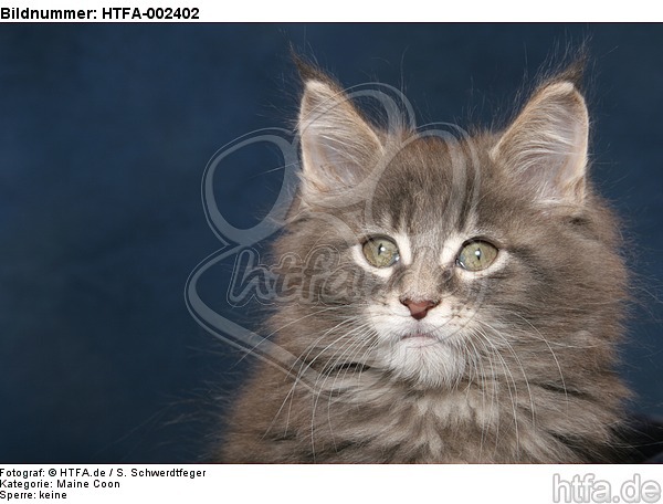 Maine Coon Kätzchen / maine coon kitten / HTFA-002402