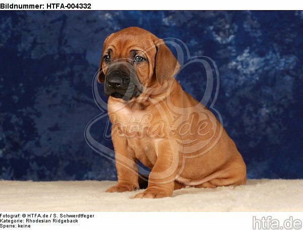 Rhodesian Ridgeback Welpe / rhodesian ridgeback puppy / HTFA-004332