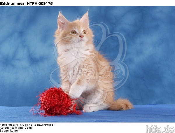 sitzendes Maine Coon Kätzchen / sitting maine coon kitten / HTFA-009175