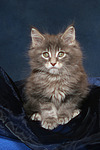 Maine Coon Kätzchen / maine coon kitten