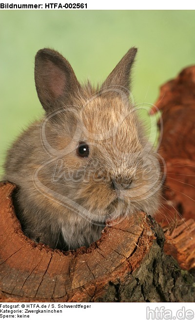 Zwergkaninchen / dwarf rabbit / HTFA-002561